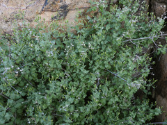 Brickellia coulteri
