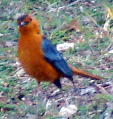 Cossypha natalensis natalensis