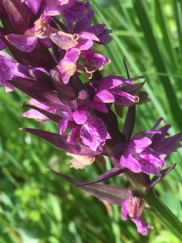 Image of Dactylorhiza Armeniaca (Dactylorhiza armeniaca) by (c) Andre Hosper, some rights reserved (CC BY)