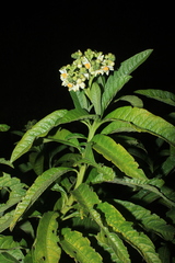 Solanum oblongifolium