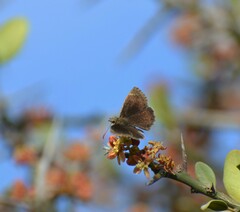 Pyrginae