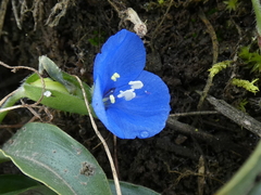 Commelina fasciculata