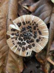 Amanita rhacopus