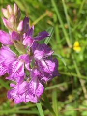 Dactylorhiza maculata maculata
