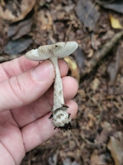 Amanita rhacopus