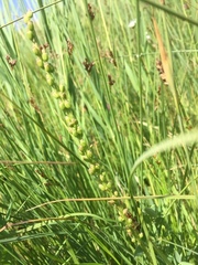 Triglochin palustris