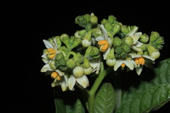 Solanum oblongifolium