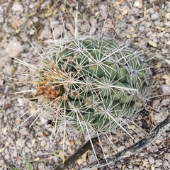 Thelocactus bicolor bicolor