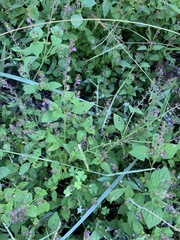 Mosla dianthera