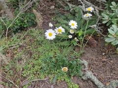 Leucanthemum