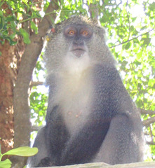 Cercopithecus mitis erythrarchus