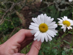 Leucanthemum