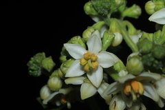 Solanum oblongifolium