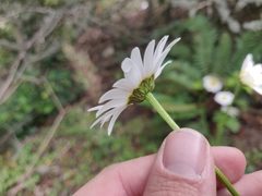 Leucanthemum