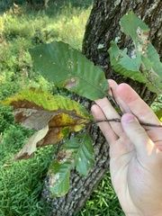 Castanea mollissima