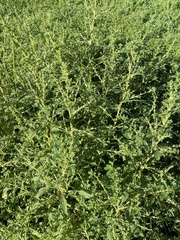 Amaranthus albus