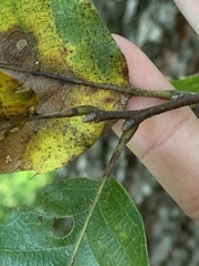 Castanea mollissima
