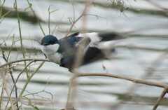 Tachycineta albiventer