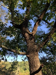 Castanea mollissima