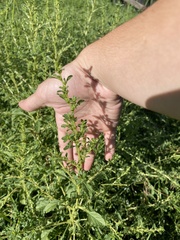 Amaranthus albus
