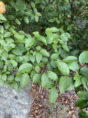 Viburnum rafinesqueanum