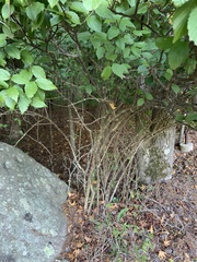 Viburnum rafinesqueanum