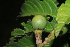 Solanum oblongifolium