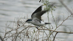 Tachycineta albiventer