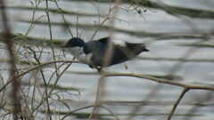 Tachycineta albiventer