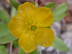 Ranunculus eschscholtzii