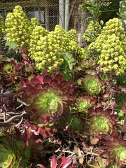 Aeonium arboreum
