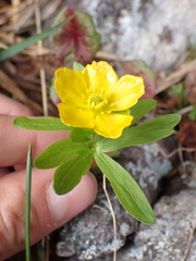 Ranunculus eschscholtzii