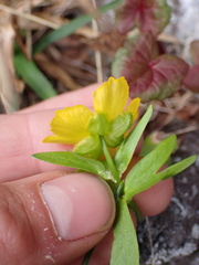 Ranunculus eschscholtzii