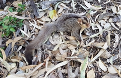 Petaurus norfolcensis