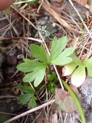 Ranunculus eschscholtzii