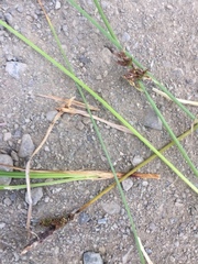 Juncus filiformis