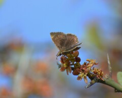 Pyrginae