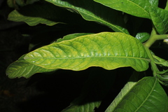 Solanum oblongifolium