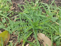 Lepidium didymum