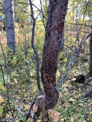 Betula