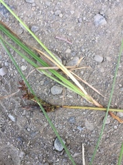 Juncus filiformis
