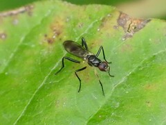 Cordilura