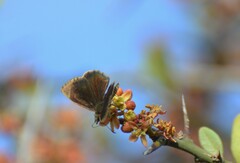 Pyrginae