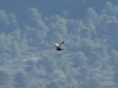 Pterocles orientalis