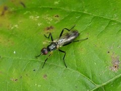Cordilura
