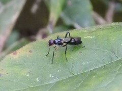 Cordilura