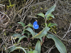 Commelina fasciculata