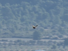 Pterocles orientalis