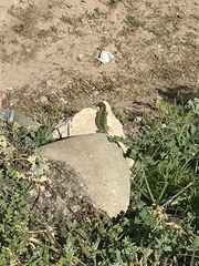 Liolaemus zapallarensis