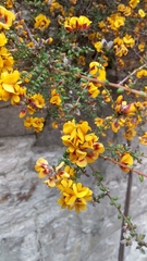 Pultenaea gunnii